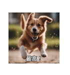 面白い犬ミームスタンプ【家事・主婦】（個別スタンプ：14）