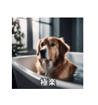 面白い犬ミームスタンプ【家事・主婦】（個別スタンプ：30）