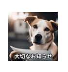 面白い犬ミームスタンプ【家事・主婦】（個別スタンプ：31）