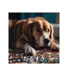 面白い犬ミームスタンプ【家事・主婦】（個別スタンプ：37）
