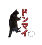 S家の黒猫の福ちゃん(2024)（個別スタンプ：2）