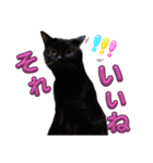 S家の黒猫の福ちゃん(2024)（個別スタンプ：8）