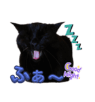 S家の黒猫の福ちゃん(2024)（個別スタンプ：9）