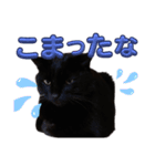 S家の黒猫の福ちゃん(2024)（個別スタンプ：10）