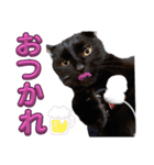 S家の黒猫の福ちゃん(2024)（個別スタンプ：12）