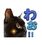 S家の黒猫の福ちゃん(2024)（個別スタンプ：14）