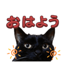 S家の黒猫の福ちゃん(2024)（個別スタンプ：15）