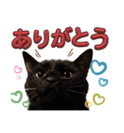 S家の黒猫の福ちゃん(2024)（個別スタンプ：16）