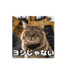 動く 現場猫 社会人 社畜（個別スタンプ：3）