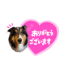 『ナッツ☆タルト☆オレオ』（個別スタンプ：2）