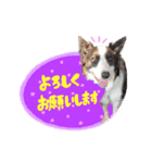 『ナッツ☆タルト☆オレオ』（個別スタンプ：7）