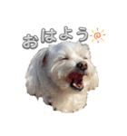 あいさつマルチーズ（個別スタンプ：1）