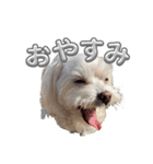 あいさつマルチーズ（個別スタンプ：2）