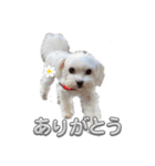 あいさつマルチーズ（個別スタンプ：3）