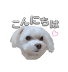 あいさつマルチーズ（個別スタンプ：4）