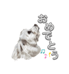 あいさつマルチーズ（個別スタンプ：6）