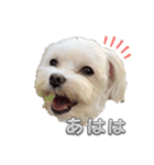 あいさつマルチーズ（個別スタンプ：7）