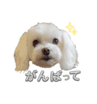 あいさつマルチーズ（個別スタンプ：9）