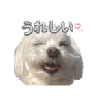 あいさつマルチーズ（個別スタンプ：10）