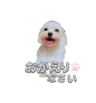 あいさつマルチーズ（個別スタンプ：11）