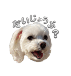 あいさつマルチーズ（個別スタンプ：13）