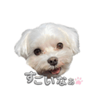 あいさつマルチーズ（個別スタンプ：15）