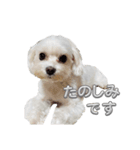 あいさつマルチーズ（個別スタンプ：16）