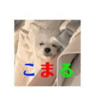 【最新】使いにくい犬のスタンプ（個別スタンプ：5）