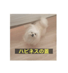 【最新】使いにくい犬のスタンプ（個別スタンプ：9）