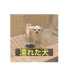 【最新】使いにくい犬のスタンプ（個別スタンプ：11）