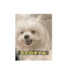 【最新】使いにくい犬のスタンプ（個別スタンプ：12）