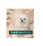 【最新】使いにくい犬のスタンプ（個別スタンプ：15）