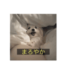 【最新】使いにくい犬のスタンプ（個別スタンプ：22）