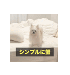 【最新】使いにくい犬のスタンプ（個別スタンプ：26）