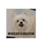 【最新】使いにくい犬のスタンプ（個別スタンプ：28）