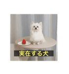 【最新】使いにくい犬のスタンプ（個別スタンプ：31）