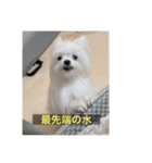 【最新】使いにくい犬のスタンプ（個別スタンプ：34）