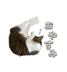 ねろたんスタンプ⑨（個別スタンプ：8）