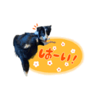 ボーダーコリー『SUN』（個別スタンプ：5）