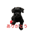 シュナウザー ジジ（個別スタンプ：1）