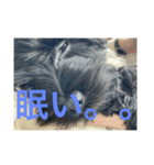 シュナウザー ジジ（個別スタンプ：2）