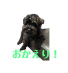シュナウザー ジジ（個別スタンプ：4）