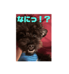 シュナウザー ジジ（個別スタンプ：6）