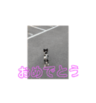 ペコの可愛いLINEスタンプ（個別スタンプ：5）