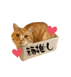 うにさんの挨拶②（個別スタンプ：29）