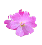 お花尽くしスタンプ薔薇ver（個別スタンプ：1）