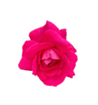 お花尽くしスタンプ薔薇ver（個別スタンプ：2）