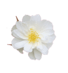 お花尽くしスタンプ薔薇ver（個別スタンプ：3）