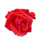 お花尽くしスタンプ薔薇ver（個別スタンプ：4）