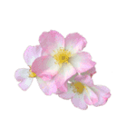 お花尽くしスタンプ薔薇ver（個別スタンプ：5）